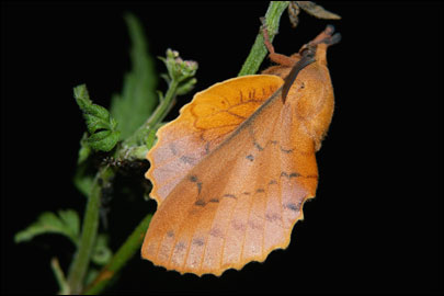 Gastropacha quercifolia (Linnaeus, 1758) - ���������� �����������