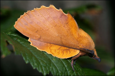 Gastropacha quercifolia (Linnaeus, 1758) - ���������� �����������