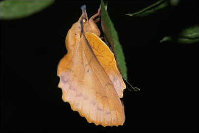 Gastropacha quercifolia (Linnaeus, 1758) - ���������� �����������