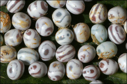 Gastropacha quercifolia (Linnaeus, 1758) - ���������� �����������