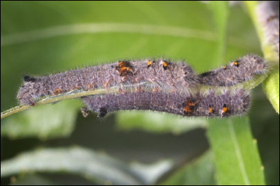 Gastropacha quercifolia (Linnaeus, 1758) - ���������� �����������