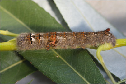 Gastropacha quercifolia (Linnaeus, 1758) - ���������� �����������