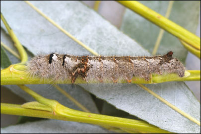 Gastropacha quercifolia (Linnaeus, 1758) - ���������� �����������