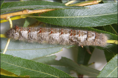 Gastropacha quercifolia (Linnaeus, 1758) - ���������� �����������