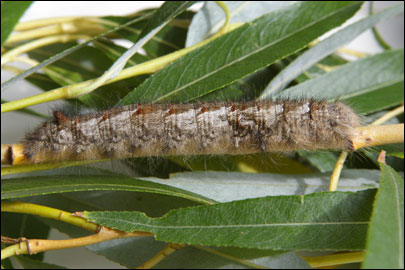 Gastropacha quercifolia (Linnaeus, 1758) - ���������� �����������