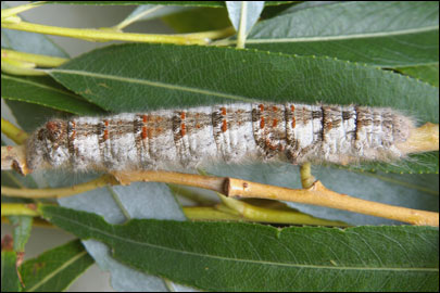 Gastropacha quercifolia (Linnaeus, 1758) - ���������� �����������