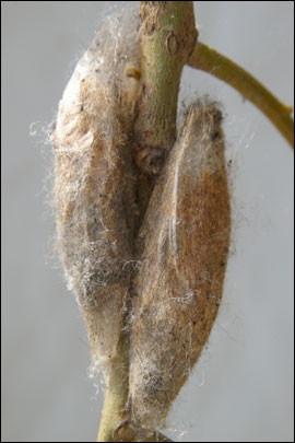 Gastropacha quercifolia (Linnaeus, 1758) - ���������� �����������