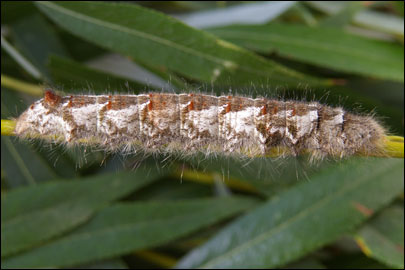 Gastropacha quercifolia (Linnaeus, 1758) - ���������� �����������