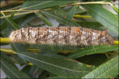 Gastropacha quercifolia (Linnaeus, 1758) - ���������� �����������