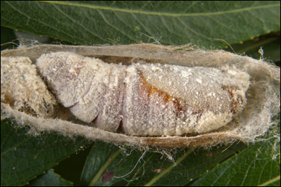 Gastropacha quercifolia (Linnaeus, 1758) - ���������� �����������