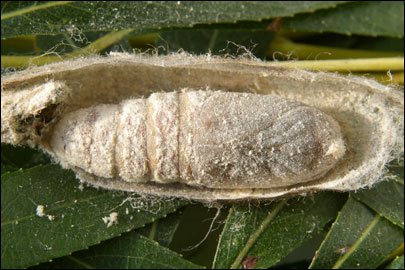 Gastropacha quercifolia (Linnaeus, 1758) - ���������� �����������