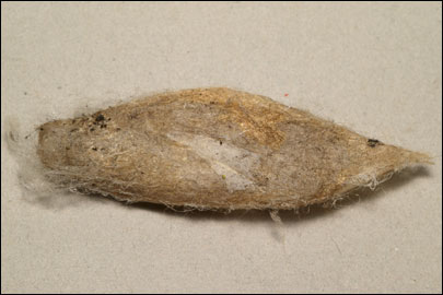 Gastropacha quercifolia (Linnaeus, 1758) - ���������� �����������