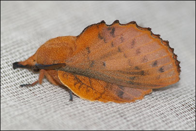 Gastropacha quercifolia (Linnaeus, 1758) - ���������� �����������