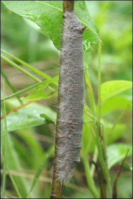 Gastropacha quercifolia (Linnaeus, 1758) - ���������� �����������