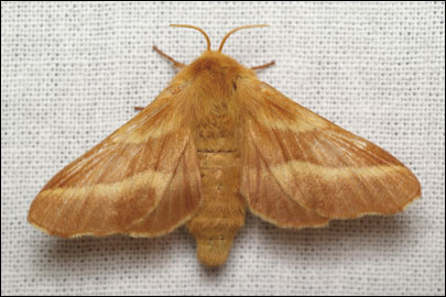 Malacosoma castrensis (Linnaeus, 1758) -   