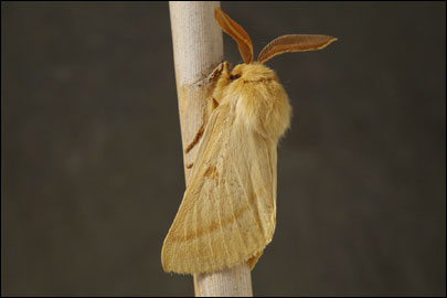 Lemonia ballioni (Christoph, 1888) - ��������� ��������