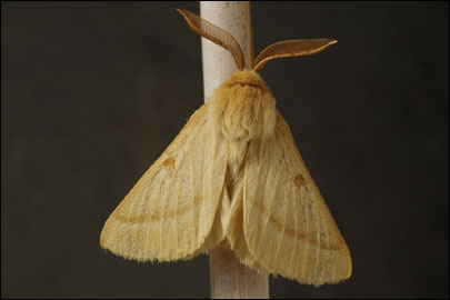 Lemonia ballioni (Christoph, 1888) - ��������� ��������