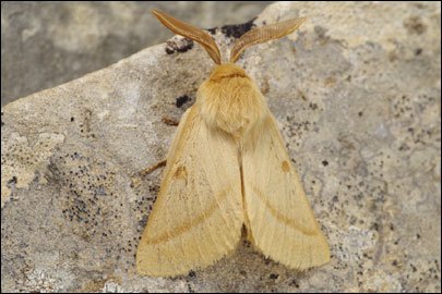 Lemonia ballioni (Christoph, 1888) - ��������� ��������