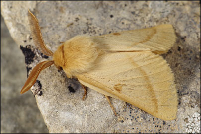 Lemonia ballioni (Christoph, 1888) - ��������� ��������