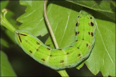 Deilephila elpenor (Linnaeus, 1758) -  