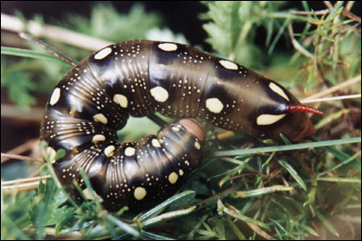 Hyles gallii (Rottemburg, 1775) -  