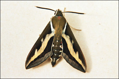 Hyles gallii (Rottemburg, 1775) -  