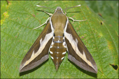 Hyles gallii (Rottemburg, 1775) -  