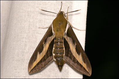 Hyles gallii (Rottemburg, 1775) -  