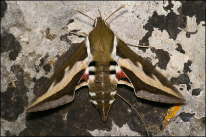 Hyles gallii (Rottemburg, 1775) -  