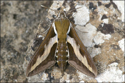 Hyles gallii (Rottemburg, 1775) -  