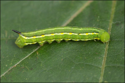 Hyles gallii (Rottemburg, 1775) -  