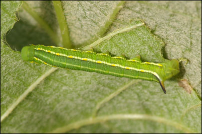 Hyles gallii (Rottemburg, 1775) -  