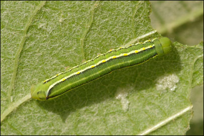 Hyles gallii (Rottemburg, 1775) -  