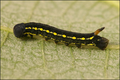 Hyles gallii (Rottemburg, 1775) -  