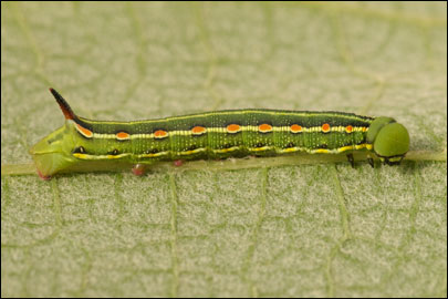 Hyles gallii (Rottemburg, 1775) -  