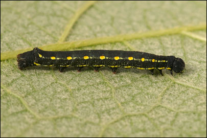 Hyles gallii (Rottemburg, 1775) -  