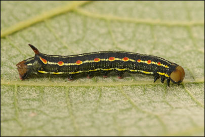 Hyles gallii (Rottemburg, 1775) -  