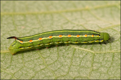 Hyles gallii (Rottemburg, 1775) -  