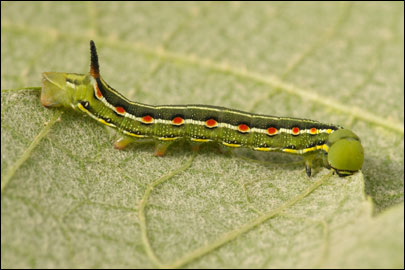 Hyles gallii (Rottemburg, 1775) -  