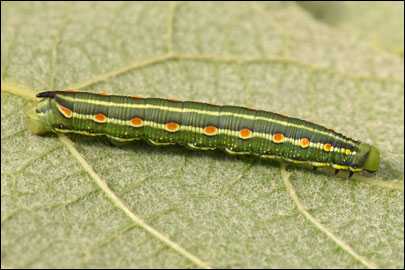 Hyles gallii (Rottemburg, 1775) -  