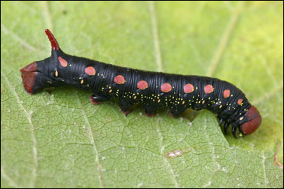 Hyles gallii (Rottemburg, 1775) -  