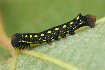 Hyles gallii (Rottemburg, 1775) -  