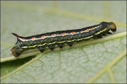 Hyles gallii (Rottemburg, 1775) -  