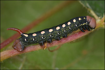 Hyles gallii (Rottemburg, 1775) -  