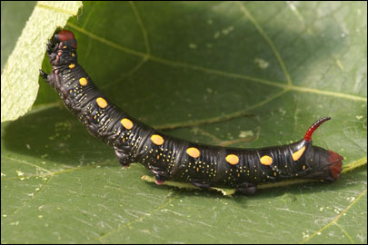 Hyles gallii (Rottemburg, 1775) -  