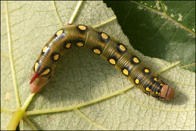 Hyles gallii (Rottemburg, 1775) -  