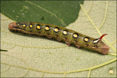 Hyles gallii (Rottemburg, 1775) -  