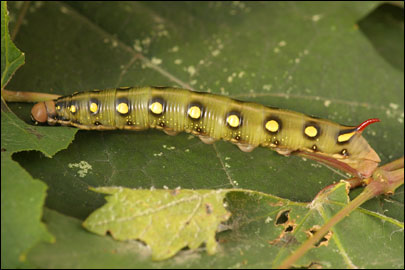 Hyles gallii (Rottemburg, 1775) -  