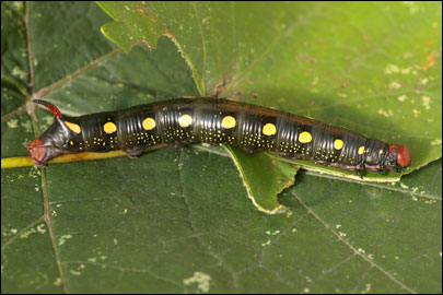 Hyles gallii (Rottemburg, 1775) -  