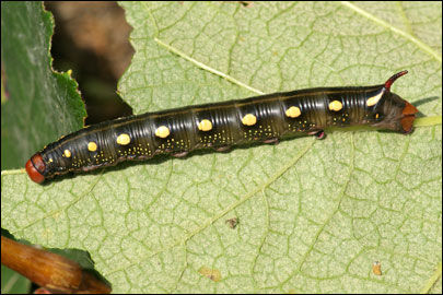 Hyles gallii (Rottemburg, 1775) -  